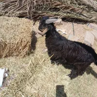 کهره نر بذری ترکی