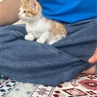 واگذاری بچه گربه ۲ ماهه