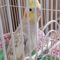 عروس هلندی ماده