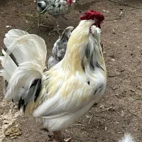 اردک چاق مرغ خروس گلین خالص اصل درجه یک اصل