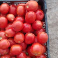 گوجه کانیون مخصوص رب و ۲۵تن سیر سوپر
