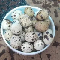 تخم نطفه دار بلدرچین ژاپنی