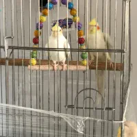 عروس هلندی