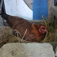 مرغ محلی تخم گذار