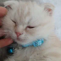 بچه اسکاتیش فولد کارامل
