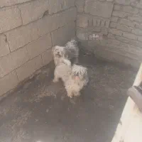 پاکوتاه پامر و شیتزو