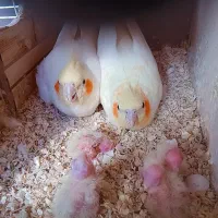 سلام یک جفت عروس هلندی رنگ سفید زعفرانی