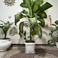 گل دیفن  باخیا  اصل خانگی