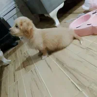 واگذاری فوری توله سگ ۲ ماهه