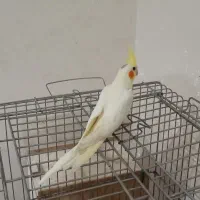 جوجه سه ماه