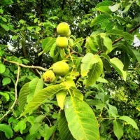 فروش دو اتاق بهم پیوسته در روستای بیدخوان هفت قصب