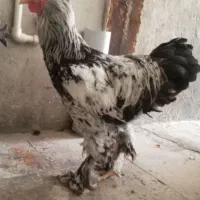 خروس برهما