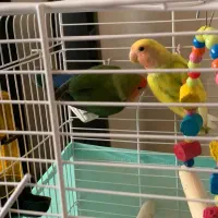 طوطی کوتوله برزیلی با قفس