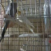 عروس هلندی