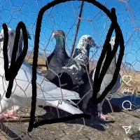 کبوتر
