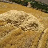 فروش کاه