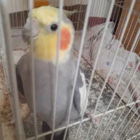 طوطی