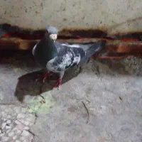 ی جفت آلمانی کاکلی