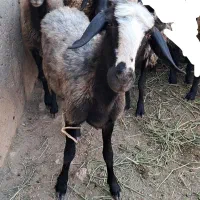 میش بره اصیل شال