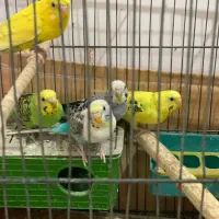 مرغ عشق