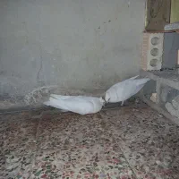 کبوتر سفید