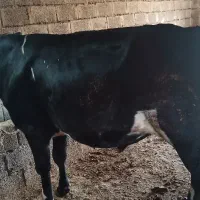 گاو نر