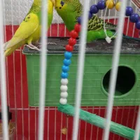 مرغ عشق|پرنده|رباطکریم, نصیرشهر|دیوار