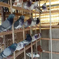 کبوتر پرشی