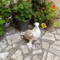 کبوتر جکسون نر بالغ دوکت پرتقالی (پشت فر)