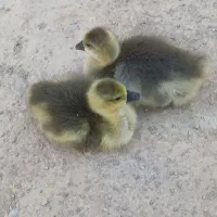 جوجه قو غاز