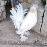 خروس محلی