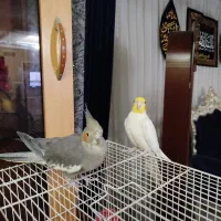 یک جفت عروس هلندی مولد