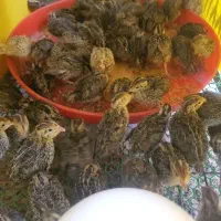 بلدر چین نژاد ژاپنی ۱۰ روزه