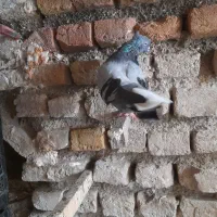 کبوتر سبز کاکل