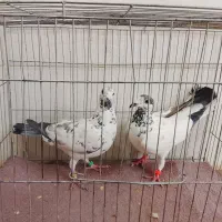 کبوتر یا کفتر