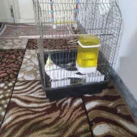 عروس هلندی