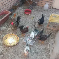 مرغ و خروس و چند جوجه