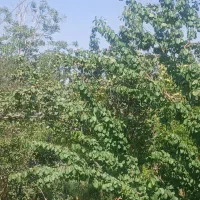 باغ فروشی