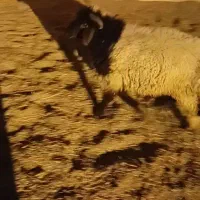 گوسفند چاق چاق برای فروش