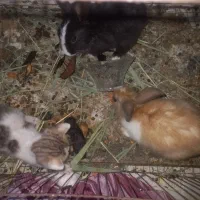 خرگوش نروماده اهواز کویه سادات