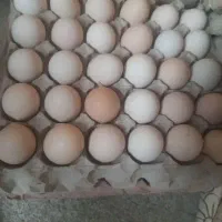 تخم مرغ طرح فرش