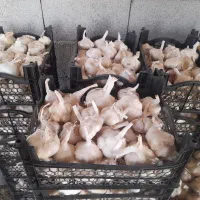 سیر سفید پوسه کاغذی خشک