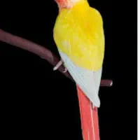 جفت مولد ردچیک
