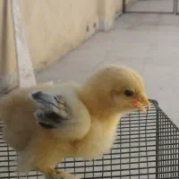 تعدادی جوجه برهما