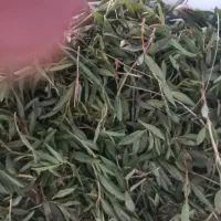 آویشن خشک