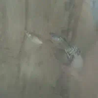 ماهی گوپی