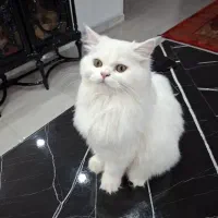 پرشین بریتیش
