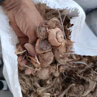 زعفران پیاز