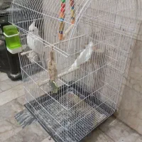 یک جفت عروس زیبا همراه قفس و غیره ...