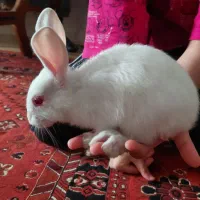 خرگوش